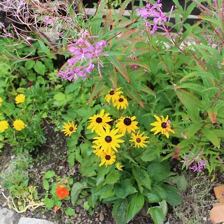 An Der Bode - 2 Zi Zentral Am Marktplatz Daire Braunlage