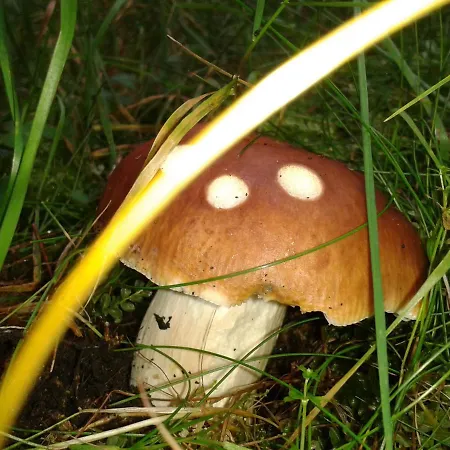 Апартаменты An Der Bode - 2 Zi Zentral Am Marktplatz *