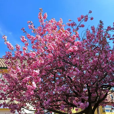 An Der Bode - 2 Zi Zentral Am Marktplatz Апартаменты