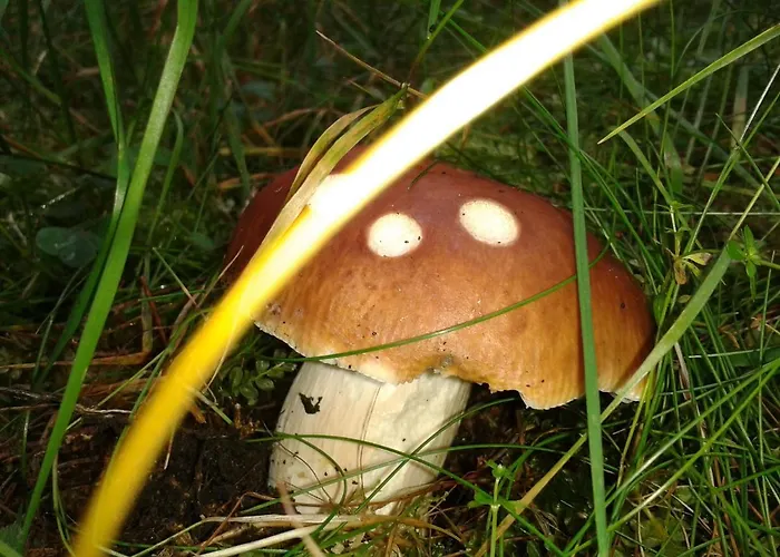 アパート An Der Bode - 2 Zi Zentral Am Marktplatz *